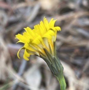 Hypochaeris radicata at Queanbeyan East, NSW - 18 Jun 2022 02:54 PM