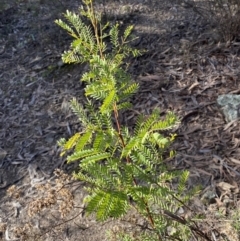 Acacia rubida (Red-stemmed Wattle, Red-leaved Wattle) at Queanbeyan East, NSW - 18 Jun 2022 by SteveBorkowskis