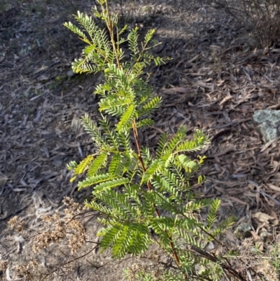 Acacia rubida (Red-stemmed Wattle, Red-leaved Wattle) at Wright Park and Old Sydney Road Reserve - 18 Jun 2022 by SteveBorkowskis