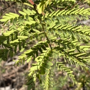 Acacia rubida at Queanbeyan East, NSW - 18 Jun 2022