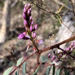 Indigofera australis subsp. australis (Australian Indigo) at Queanbeyan East, NSW - 18 Jun 2022 by Steve_Bok