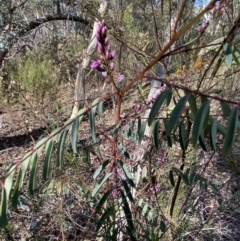 Indigofera australis subsp. australis at Queanbeyan East, NSW - 18 Jun 2022