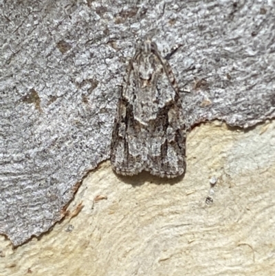 Acropolitis ergophora (A tortrix or leafroller moth) at QPRC LGA - 18 Jun 2022 by Steve_Bok