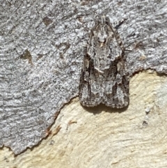 Acropolitis ergophora at Queanbeyan East, NSW - 18 Jun 2022 02:25 PM