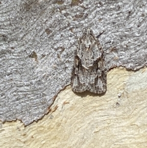 Acropolitis ergophora at Queanbeyan East, NSW - 18 Jun 2022