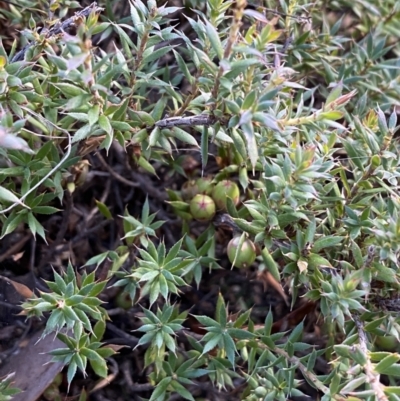 Astroloma humifusum (Cranberry Heath) at QPRC LGA - 18 Jun 2022 by Steve_Bok