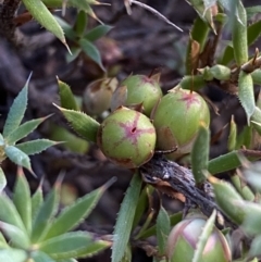 Styphelia humifusum at Queanbeyan East, NSW - 18 Jun 2022