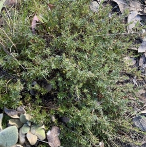 Styphelia humifusum at Queanbeyan East, NSW - 18 Jun 2022