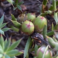 Styphelia humifusum at Queanbeyan East, NSW - 18 Jun 2022