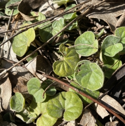 Dichondra repens (Kidney Weed) at Queanbeyan East, NSW - 18 Jun 2022 by SteveBorkowskis