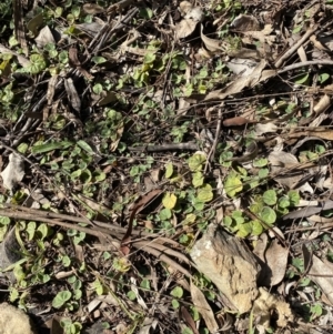 Dichondra repens at Queanbeyan East, NSW - 18 Jun 2022 01:31 PM