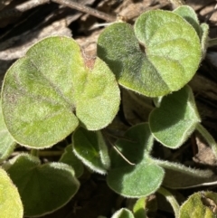 Dichondra repens at Queanbeyan East, NSW - 18 Jun 2022 01:31 PM