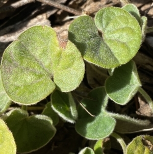 Dichondra repens at Queanbeyan East, NSW - 18 Jun 2022 01:31 PM