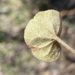 Dichondra repens at Queanbeyan East, NSW - 18 Jun 2022 01:31 PM