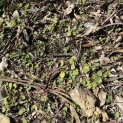 Dichondra repens at Queanbeyan East, NSW - 18 Jun 2022 01:31 PM