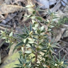 Melichrus urceolatus (Urn Heath) at Queanbeyan East, NSW - 18 Jun 2022 by Steve_Bok
