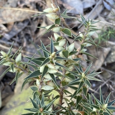 Melichrus urceolatus (Urn Heath) at Queanbeyan East, NSW - 18 Jun 2022 by Steve_Bok
