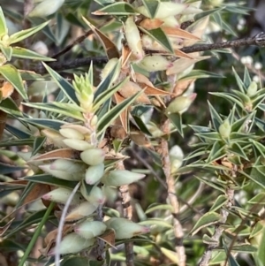 Melichrus urceolatus at Queanbeyan East, NSW - 18 Jun 2022
