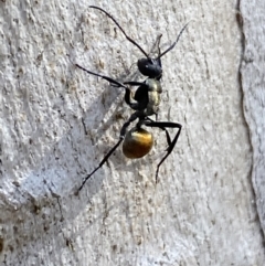 Polyrhachis ammon (Golden-spined Ant, Golden Ant) at QPRC LGA - 18 Jun 2022 by Steve_Bok