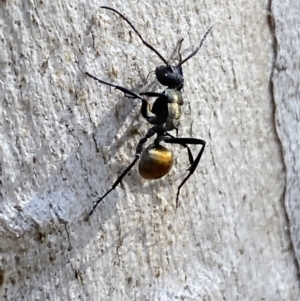 Polyrhachis ammon at Queanbeyan East, NSW - 18 Jun 2022