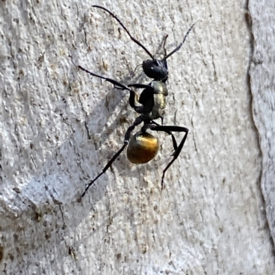 Polyrhachis ammon (Golden-spined Ant, Golden Ant) at QPRC LGA - 18 Jun 2022 by Steve_Bok