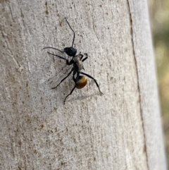 Polyrhachis ammon at Queanbeyan East, NSW - 18 Jun 2022