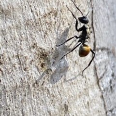 Polyrhachis ammon at Queanbeyan East, NSW - 18 Jun 2022