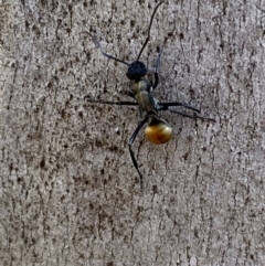 Polyrhachis ammon at Queanbeyan East, NSW - 18 Jun 2022