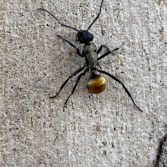 Polyrhachis ammon at Queanbeyan East, NSW - 18 Jun 2022