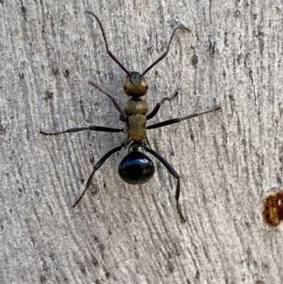 Polyrhachis semiaurata (A golden spiny ant) at QPRC LGA - 18 Jun 2022 by Steve_Bok