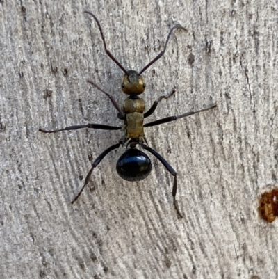 Polyrhachis semiaurata (A golden spiny ant) at Queanbeyan East, NSW - 18 Jun 2022 by SteveBorkowskis