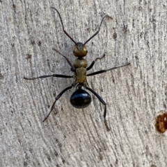 Polyrhachis semiaurata (A golden spiny ant) at Queanbeyan East, NSW - 18 Jun 2022 by Steve_Bok