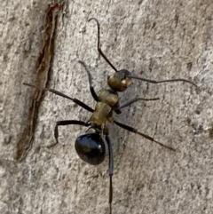 Polyrhachis semiaurata at Queanbeyan East, NSW - 18 Jun 2022 01:17 PM