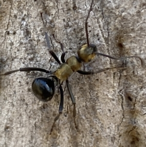 Polyrhachis semiaurata at Queanbeyan East, NSW - 18 Jun 2022 01:17 PM