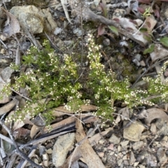 Cryptandra amara (Bitter Cryptandra) at Queanbeyan East, NSW - 18 Jun 2022 by SteveBorkowskis