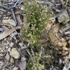 Cryptandra amara at Queanbeyan East, NSW - 18 Jun 2022