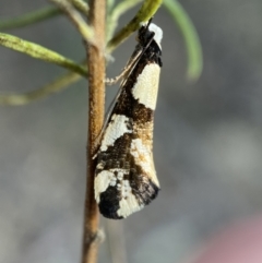 Monopis icterogastra (Wool Moth) at Queanbeyan East, NSW - 18 Jun 2022 by Steve_Bok