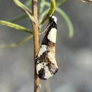 Monopis icterogastra at Queanbeyan East, NSW - 18 Jun 2022