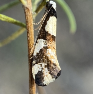 Monopis icterogastra at Queanbeyan East, NSW - 18 Jun 2022 02:20 PM