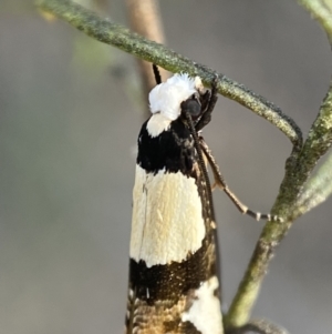 Monopis icterogastra at Queanbeyan East, NSW - 18 Jun 2022 02:20 PM