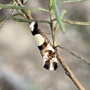 Monopis icterogastra at Queanbeyan East, NSW - 18 Jun 2022 02:20 PM