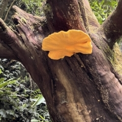 Unidentified Fungus (TBC) at Budderoo National Park - 8 Jan 2022 by LAB