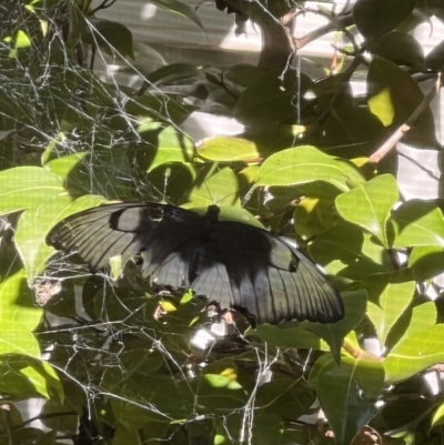 Papilio aegeus (Orchard Swallowtail, Large Citrus Butterfly) at Macgregor, ACT - 23 Mar 2022 by LAB