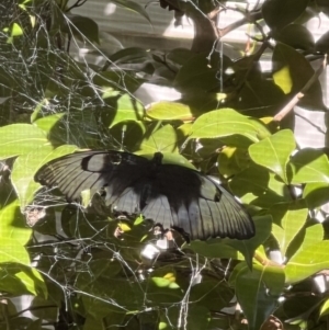 Papilio aegeus at Macgregor, ACT - 23 Mar 2022