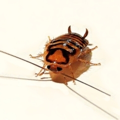 Robshelfordia simplex at Crooked Corner, NSW - 18 Jun 2022