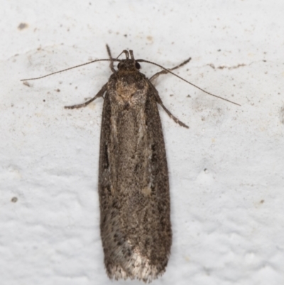 Gelechioidea (superfamily) (Unidentified Gelechioid moth) at Melba, ACT - 3 Jun 2022 by kasiaaus