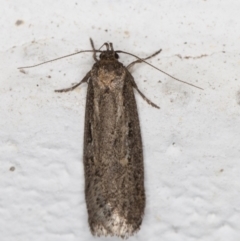 Gelechioidea (superfamily) (Unidentified Gelechioid moth) at Melba, ACT - 2 Jun 2022 by kasiaaus