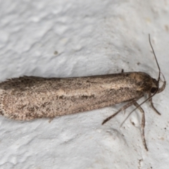 Gelechioidea (superfamily) at Melba, ACT - 3 Jun 2022 12:57 AM