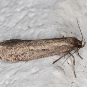 Gelechioidea (superfamily) at Melba, ACT - 3 Jun 2022 12:57 AM