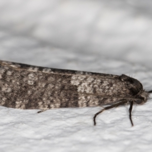 Lepidoscia adelopis, annosella and similar species at Melba, ACT - 3 Jun 2022